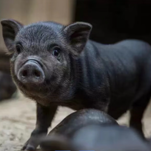 求购藏香幼崽批发价