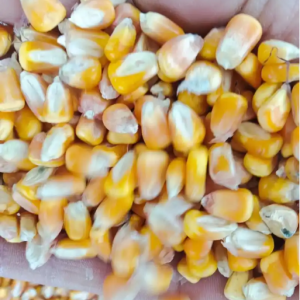 大量收购富硒大米小麦玉米