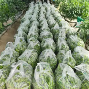 富硒蔬菜采购产地直接收购