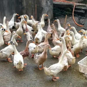 长年收购鸡,鸭,鹅,等个种家禽