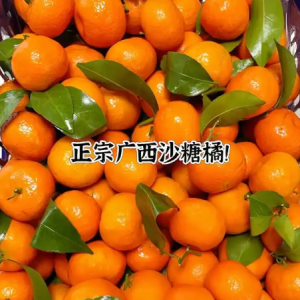 求购有货的果农 砂糖橘广西本地砂糖橘