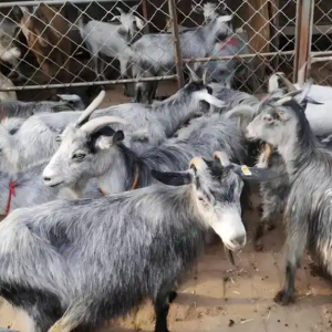 求购一只种公  麻羊