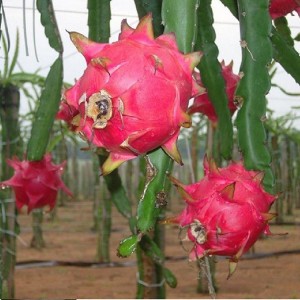 火龙果树苗基地大棚