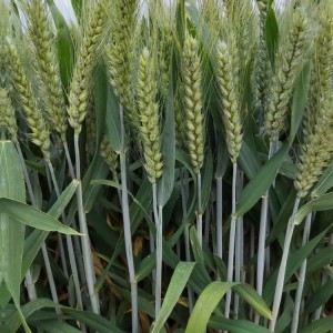 高产小麦优质种子