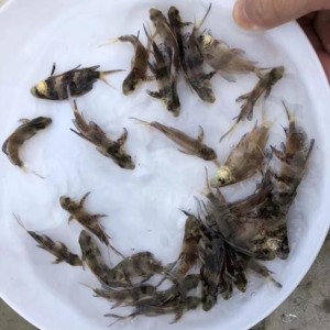 一帆风顺鱼苗 胭脂 淡水环境人工养殖 基地直供 食品工艺鲜活水产