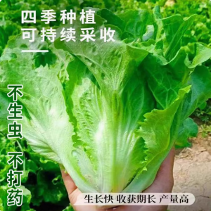 四季脆甜玻璃生菜种籽生菜意大利生菜阳台庭院大棚基地生菜种子